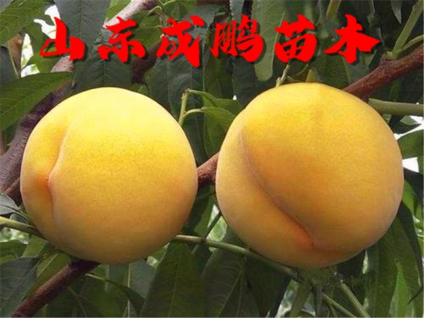 黃金101號黃桃