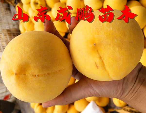 新世紀黃桃