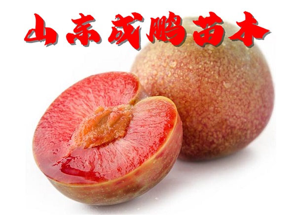 恐龍蛋李