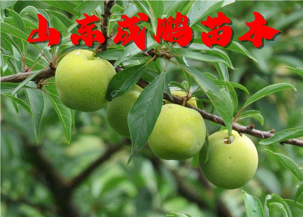 蜂糖李子