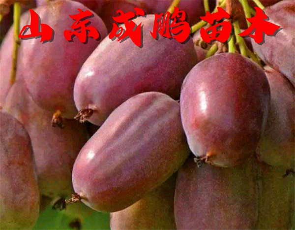 赤焰軟棗獼猴桃