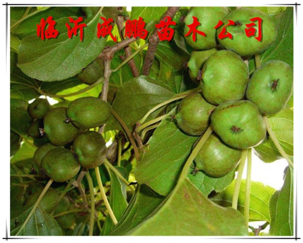  桓優(yōu)1號
