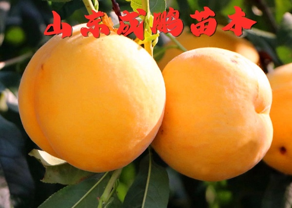 中桃金飴黃桃苗