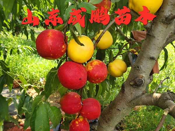 蜂蜜油桃
